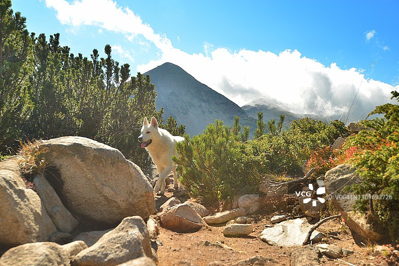 山间小路上的白色哈士奇犬图片素材