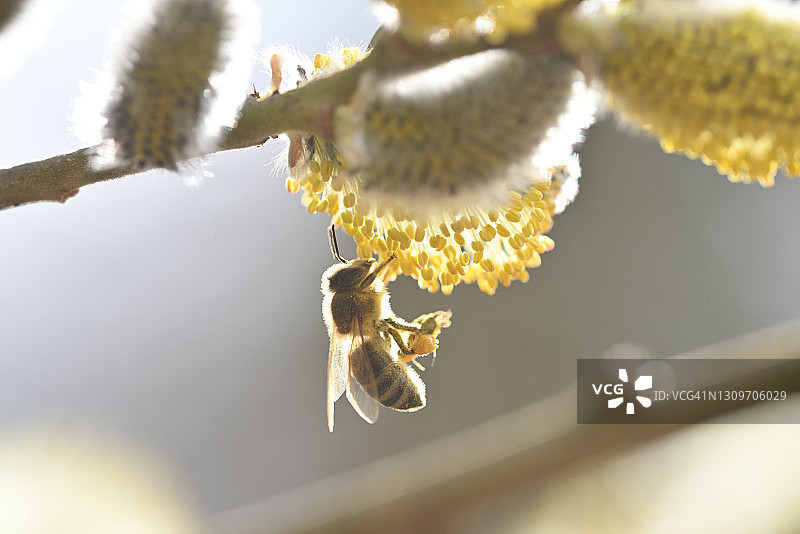 带蜜蜂的柳条图片素材