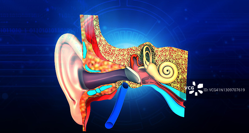 人耳解剖结构图片素材