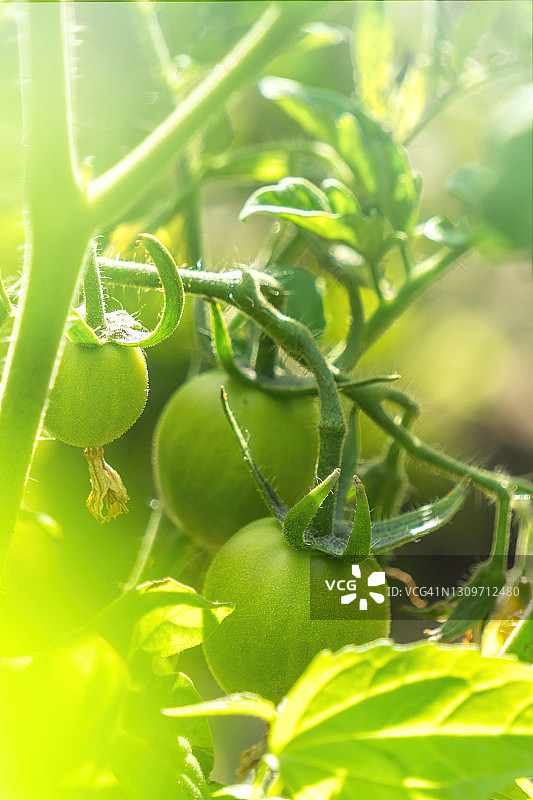 有机菜地里成熟的新鲜多汁的西红柿图片素材