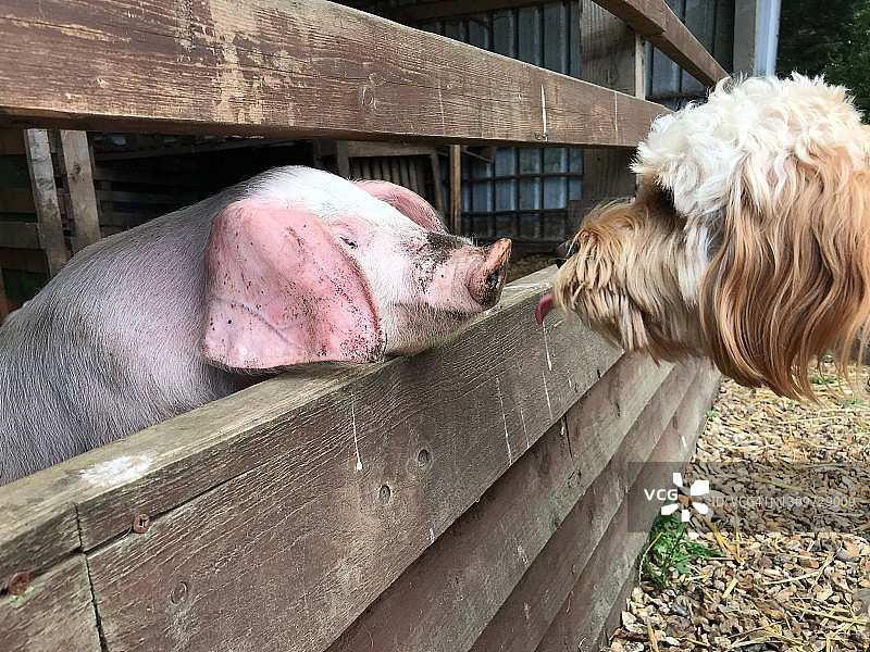 可卡犬和小猪面对面图片素材