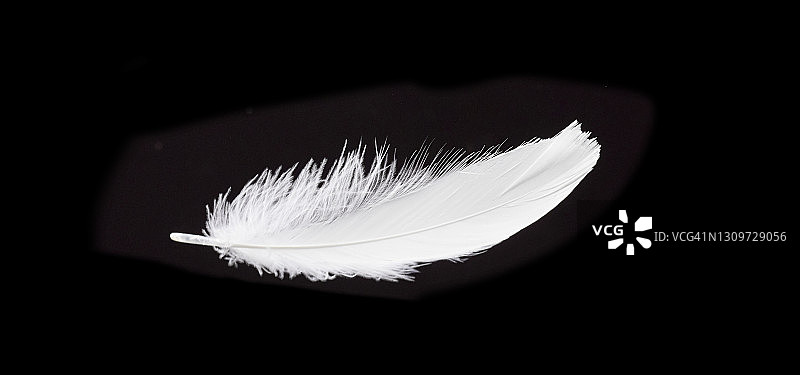 飘落的白色羽毛图片素材