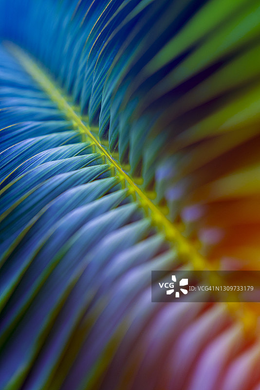 热带森林中的棕榈叶自然背景图片素材