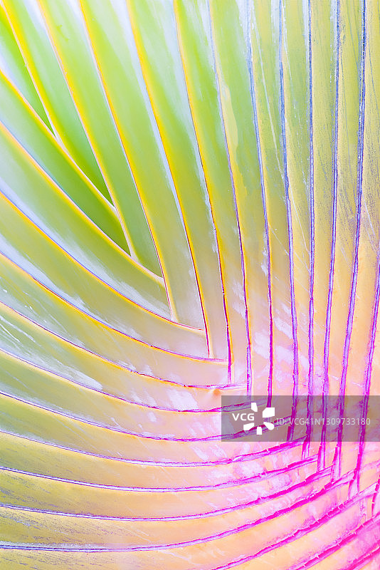 热带森林中摇曳的香蕉叶图片素材