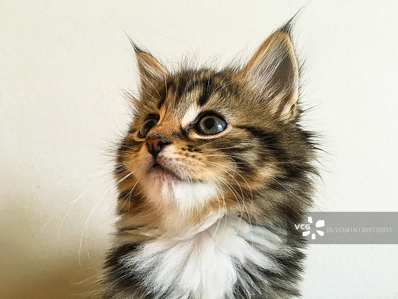 玳瑁色缅因猫幼猫图片素材