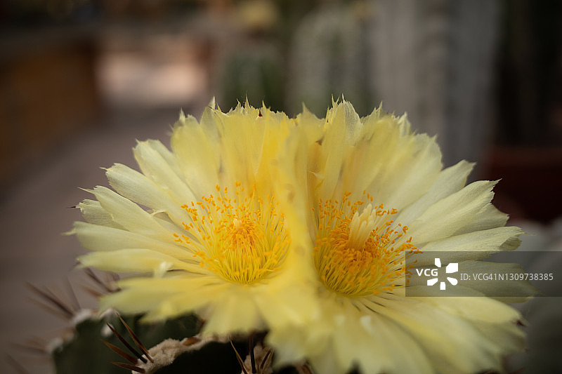 开花的仙人掌图片素材