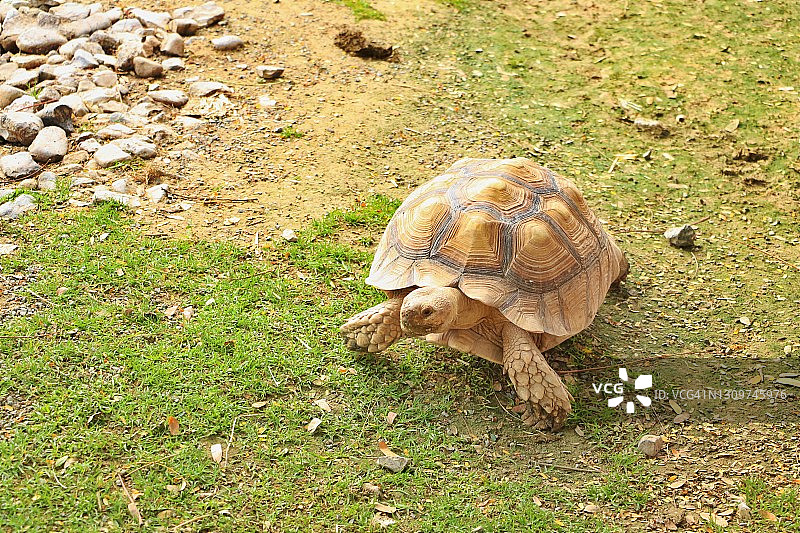 巨型陆龟图片素材