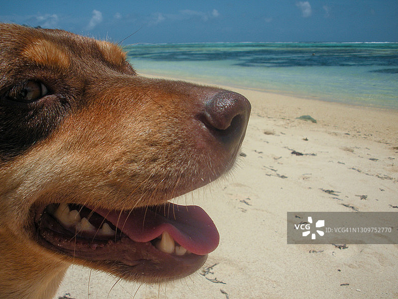 热带海滩上狗的口鼻画像图片素材