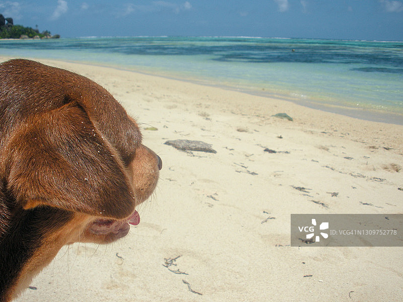 热带海滩上狗的口鼻画像图片素材