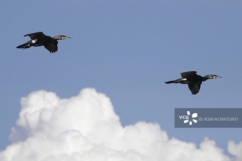 在法国塞纳-马恩省飞翔的鸬鹚图片素材
