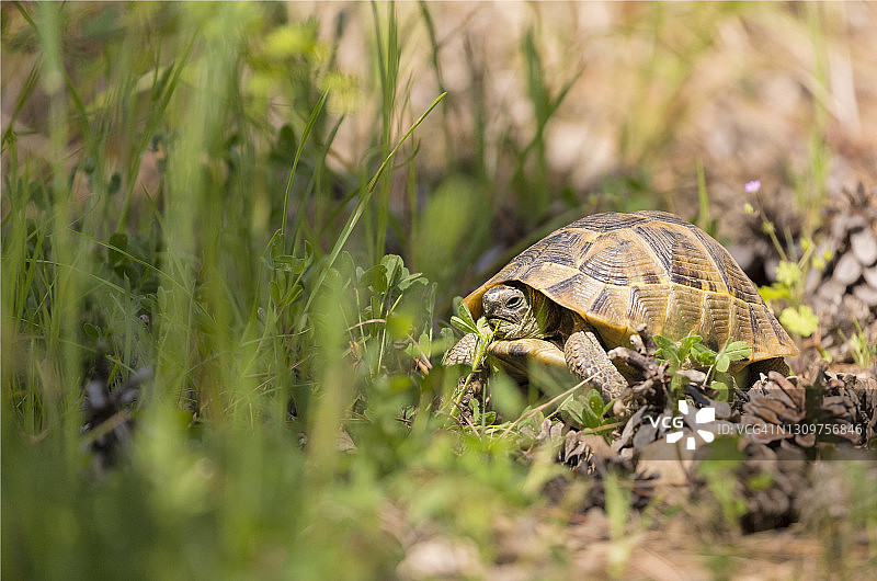 赫尔曼或希腊陆龟在自然栖息地吃草图片素材