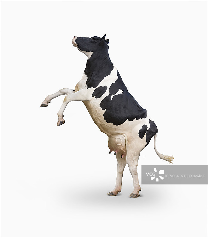 跃起的荷斯坦奶牛，白色背景图片素材
