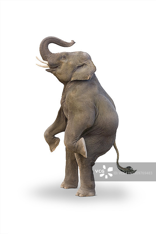 站在白色物体上的大象图片素材