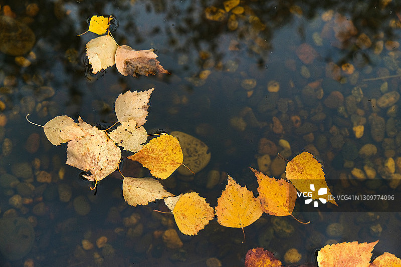 美丽的秋季风景，池塘或水池清澈的水中落下的黄色和橙色树叶，背景是石头底部，水中的树叶，壁纸或桌面屏幕保护程序图片素材