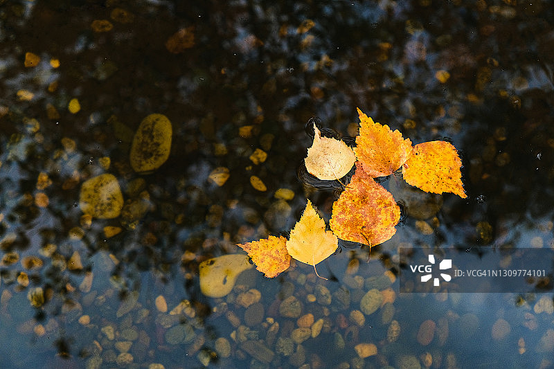 美丽的秋季风景，池塘或水池清澈的水中落下的黄色和橙色树叶，背景是石头底部，水中的树叶，壁纸或桌面屏幕保护程序图片素材