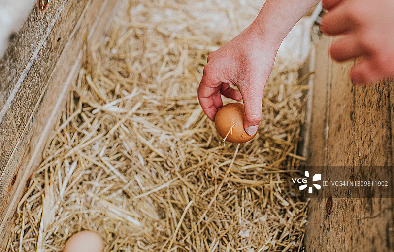 儿童收集新鲜鸡蛋图片素材