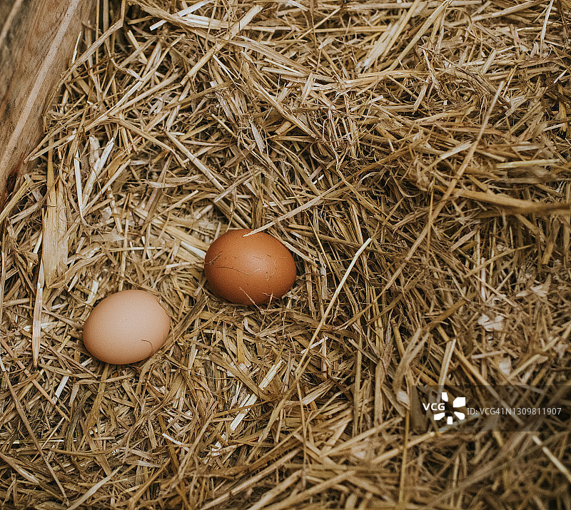 坐在干草中的两个鸡蛋图片素材