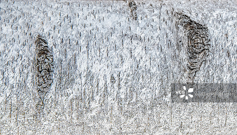 白色桦树的纹理树皮图片素材