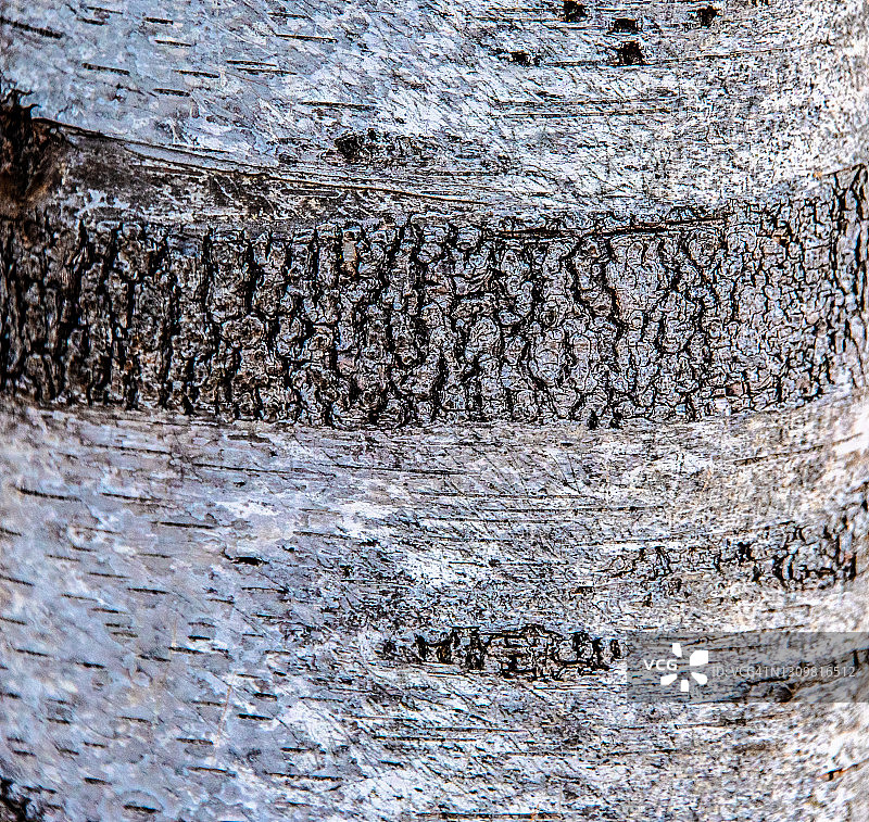 白色桦树的纹理树皮图片素材