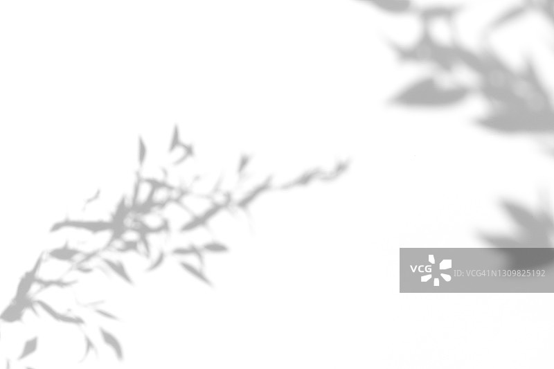 竹叶在白色背景上的终极灰色阴影，黑白阴影设计素材图片素材