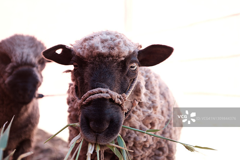 秘鲁的绵羊图片素材
