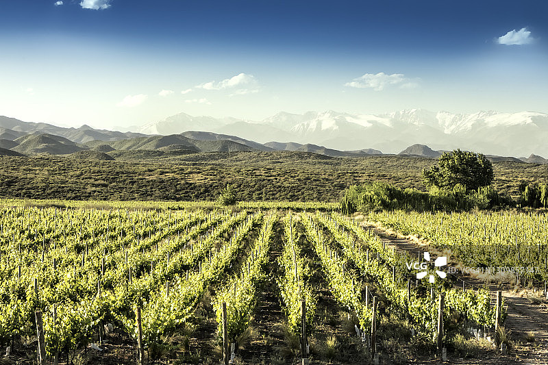 阿根廷门多萨葡萄酒产区的图努扬葡萄园图片素材