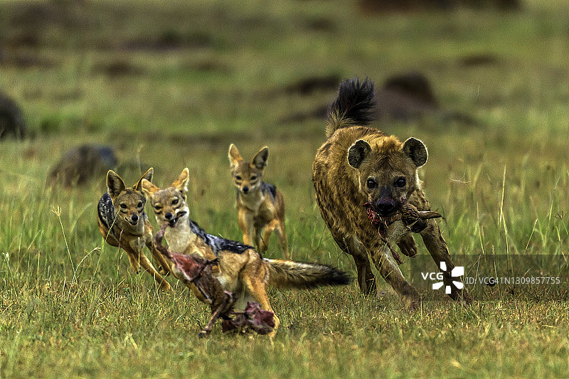 马赛马拉的斑点鬣狗和豺狼图片素材