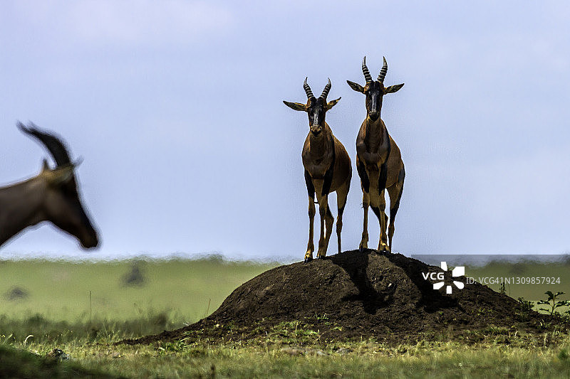 马赛马拉稀树草原上提防掠食者的狷羚图片素材