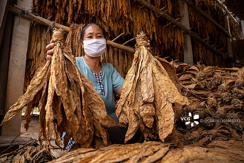 亚洲农民谷仓收获晒干烟叶图片素材