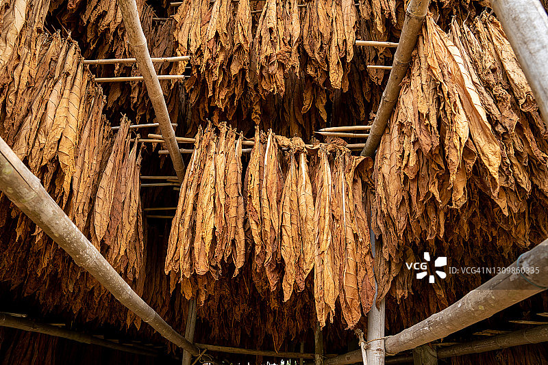 谷仓中悬挂着晾晒的白肋烟图片素材