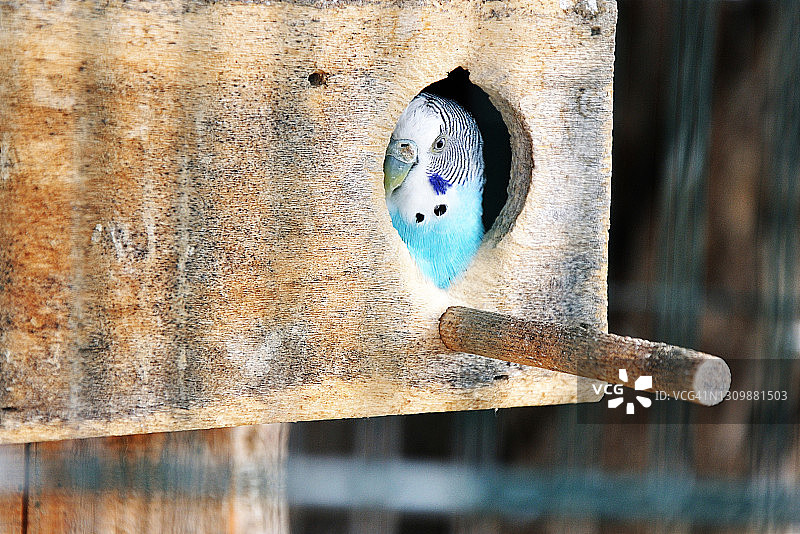 绿鹦鹉图片素材