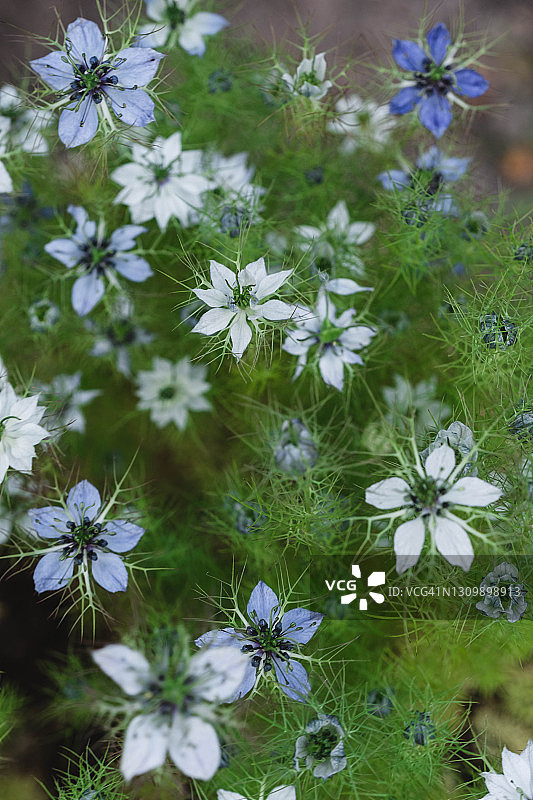 黑种草花图片素材