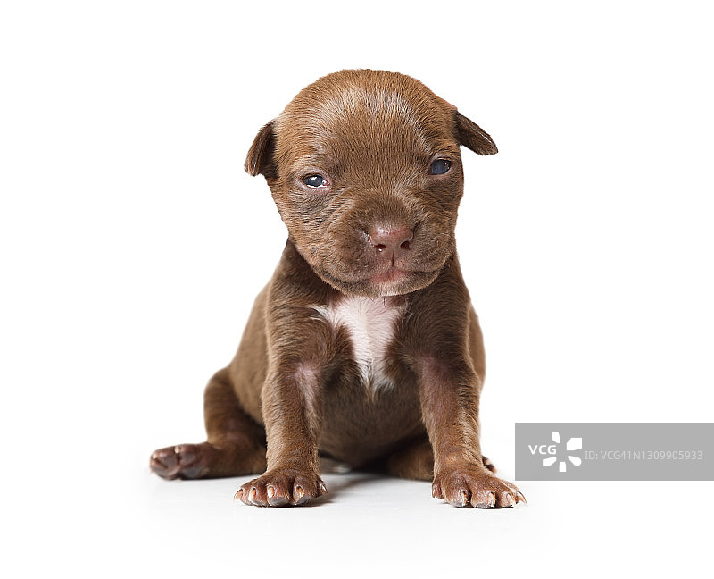 坐在白色物体上的十日龄纯种美国比特犬幼犬图片素材