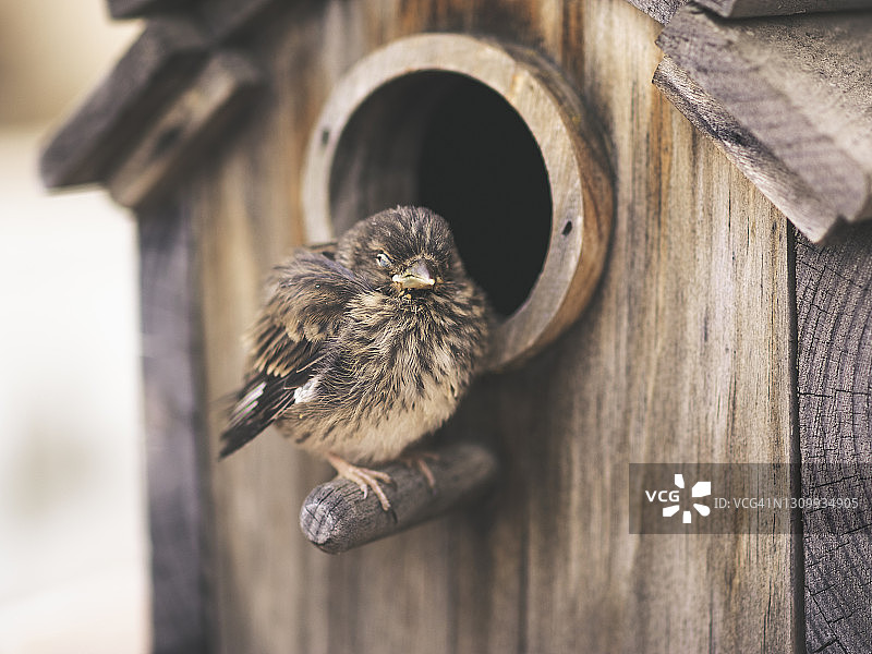 木制鸟屋中的麻雀幼鸟图片素材