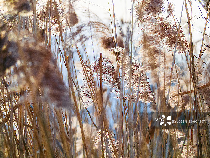 逆光下的芦苇草丛图片素材