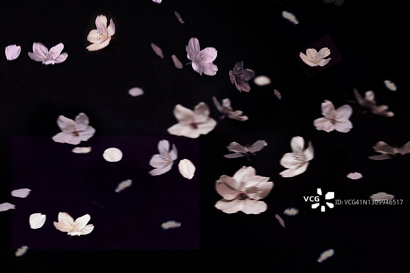 居家樱花-樱花吹雪图片素材