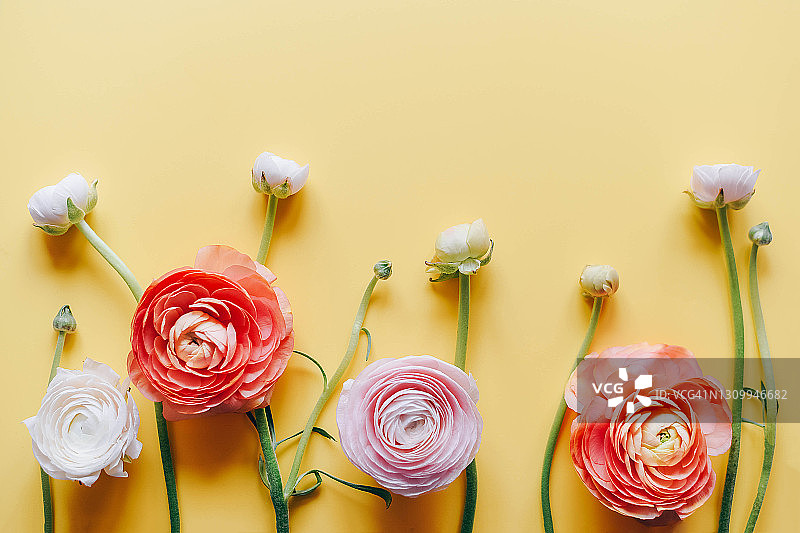 美丽毛茛花明亮背景图片素材