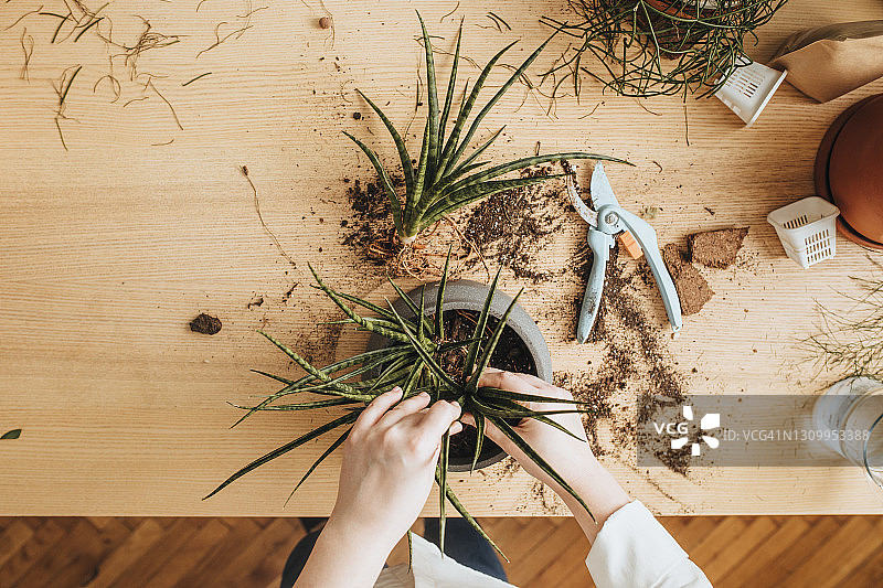 园艺爱好：无法辨认的大码女性在家种植芦荟图片素材