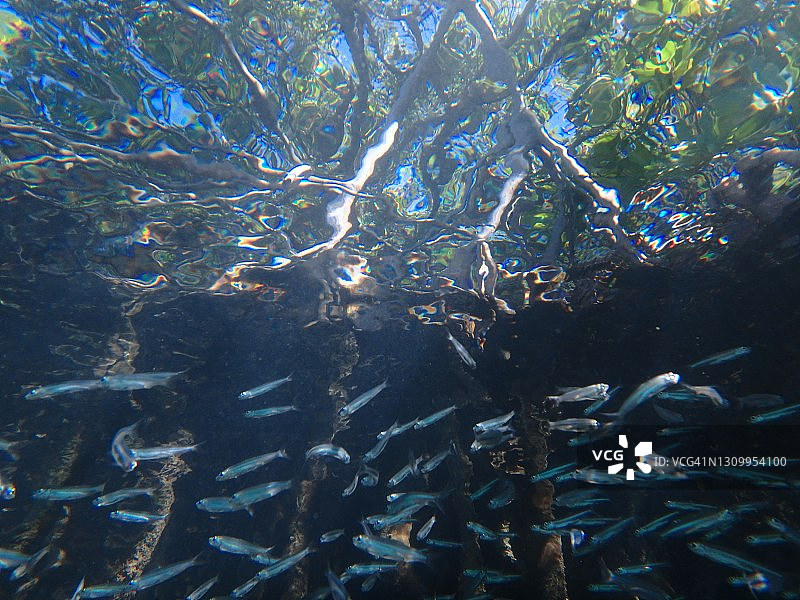 红树林光照下的小鱼苗图片素材