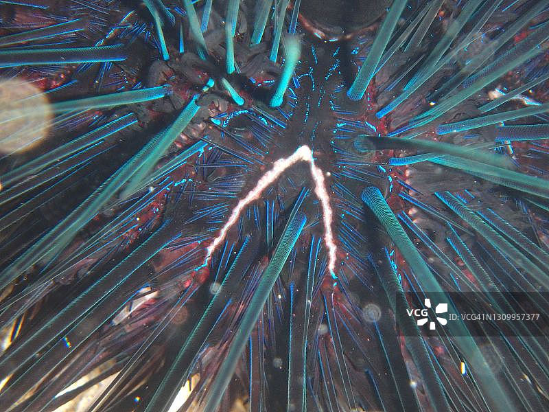 海胆特写镜头图片素材