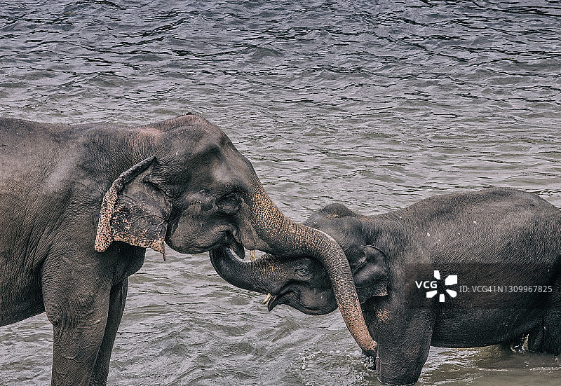 斯里兰卡的亚洲象图片素材
