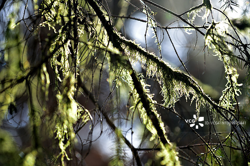 瓦尔德鲍姆的苔藓图片素材