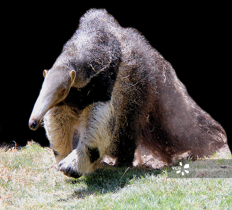 巨型食蚁兽图片素材