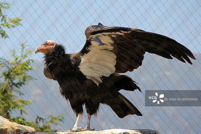 红头美洲鹫图片素材