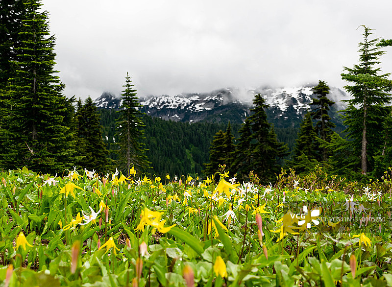 雷尼尔山上春天盛开的冰川百合图片素材