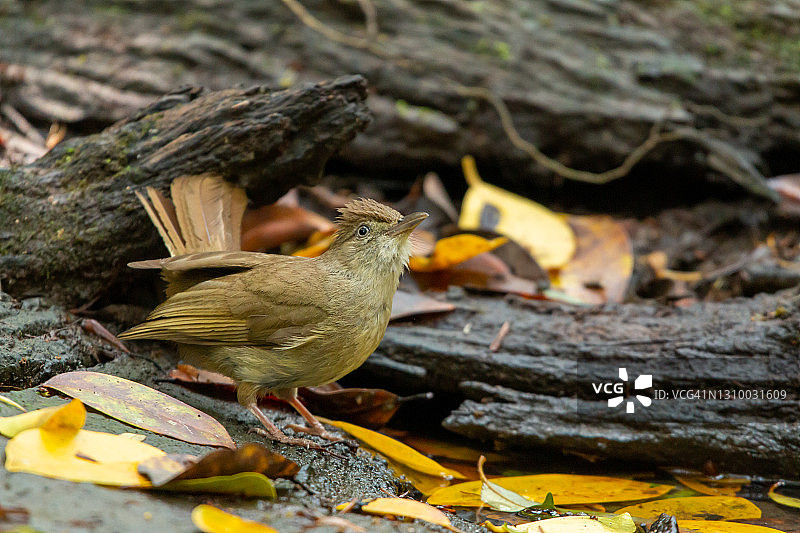泰国栗耳短脚鹎特写图片素材