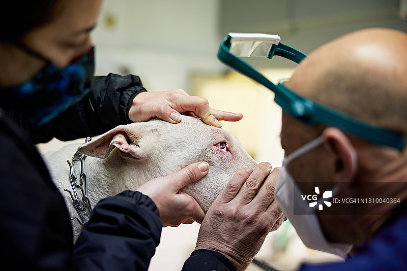 医生仔细观察牛头㹴的眼睛健康状况图片素材