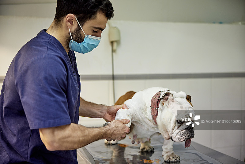 年轻男兽医检查斗牛犬图片素材