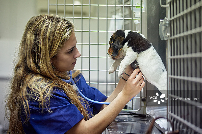 女兽医助理听小狗的心跳图片素材