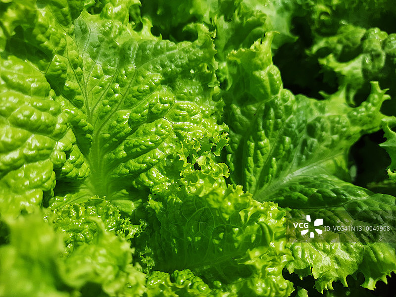 生菜图片素材